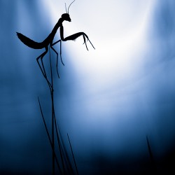 Telos-UK Channelling February 24th 2011